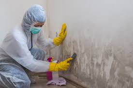 Why You Should Choose Our Mold Remediation Services in Rugby, ND